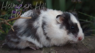 Wisconsin Treasure- Black Tortoiseshell and White (Dominant Spot) Longhaired